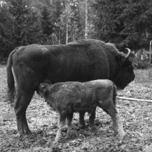 W Puszczy Białowieskiej